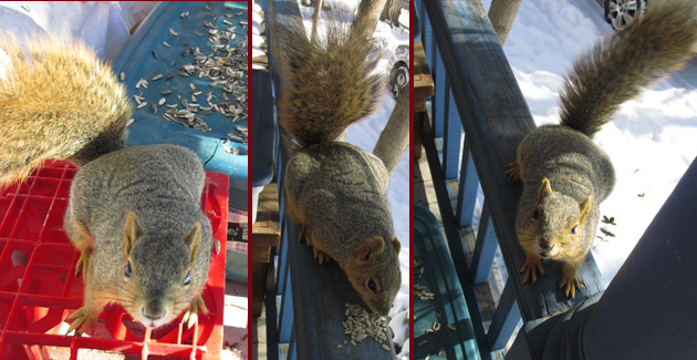 Half Blind Squirrel needing sunflower seeds