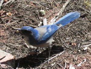 Blue Bird eating Pistachios in Garden of the Gods