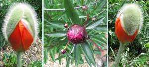 Peony & Poppies Buds