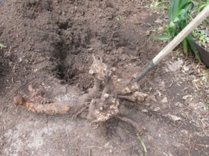 Dead Old Rose Root Removed