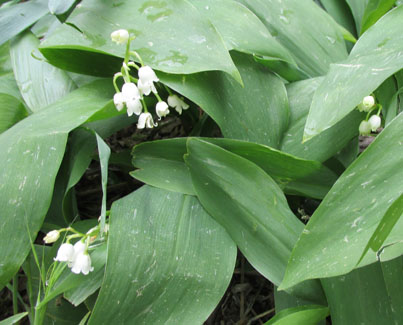 Lily of the Valley Hail Storm Survivors