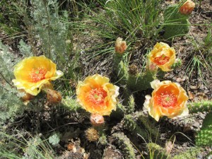 Cactus in Bloom In Manitou Springs